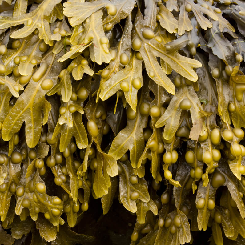 BLADDERWRACK